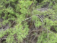 Vachellia schaffneri bravoensis