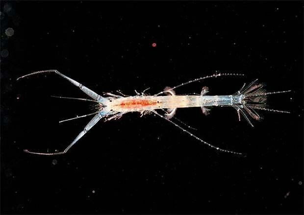 Macrohectopus branickii