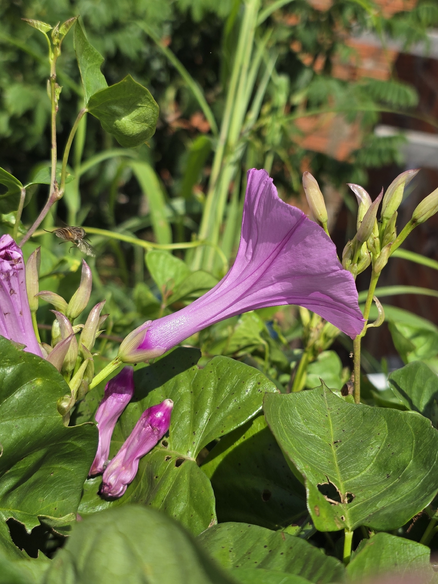 Ipomoea incarnata