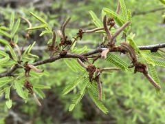 Vachellia schaffneri bravoensis