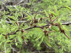 Vachellia schaffneri bravoensis