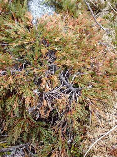 Dracophyllum pronum, photograph 5