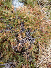 Dracophyllum pronum, photograph (c) Benjamin Lavin, some rights reserved (CC BY)