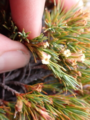 Dracophyllum pronum, photograph (c) Benjamin Lavin, some rights reserved (CC BY)