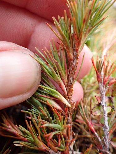 Dracophyllum pronum, photograph 4