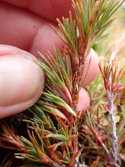 Dracophyllum pronum, photograph (c) Benjamin Lavin, some rights reserved (CC BY)
