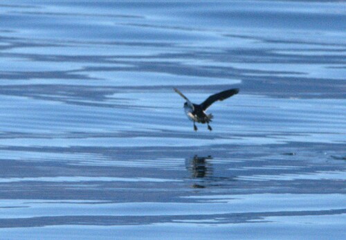 Magellanic Diving Petrel (Pelecanoides magellani)