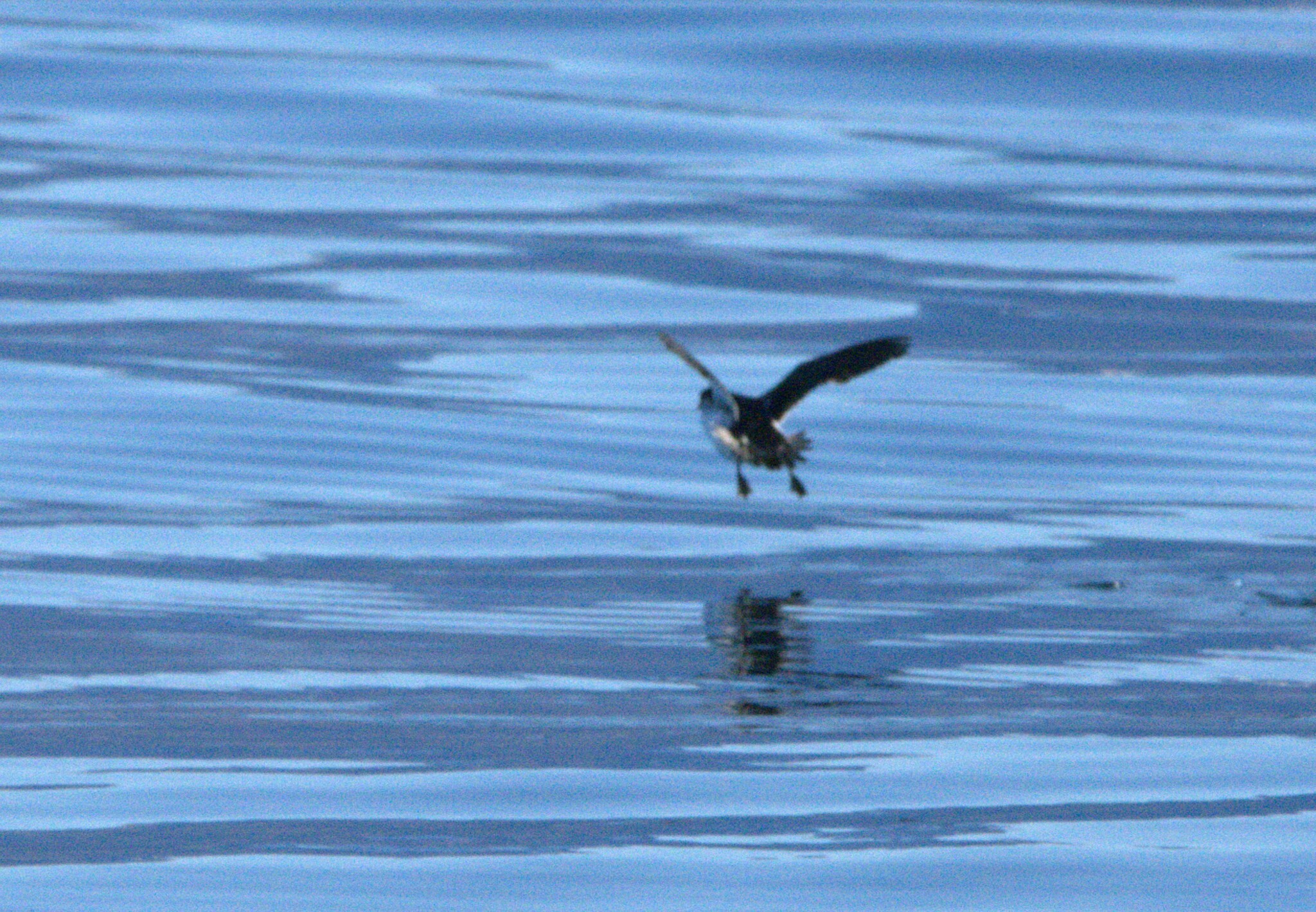 Magellanic Diving Petrel (Pelecanoides magellani), photo 1