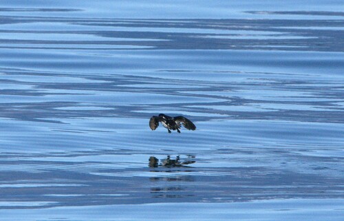 Magellanic Diving Petrel (Pelecanoides magellani), photo 9