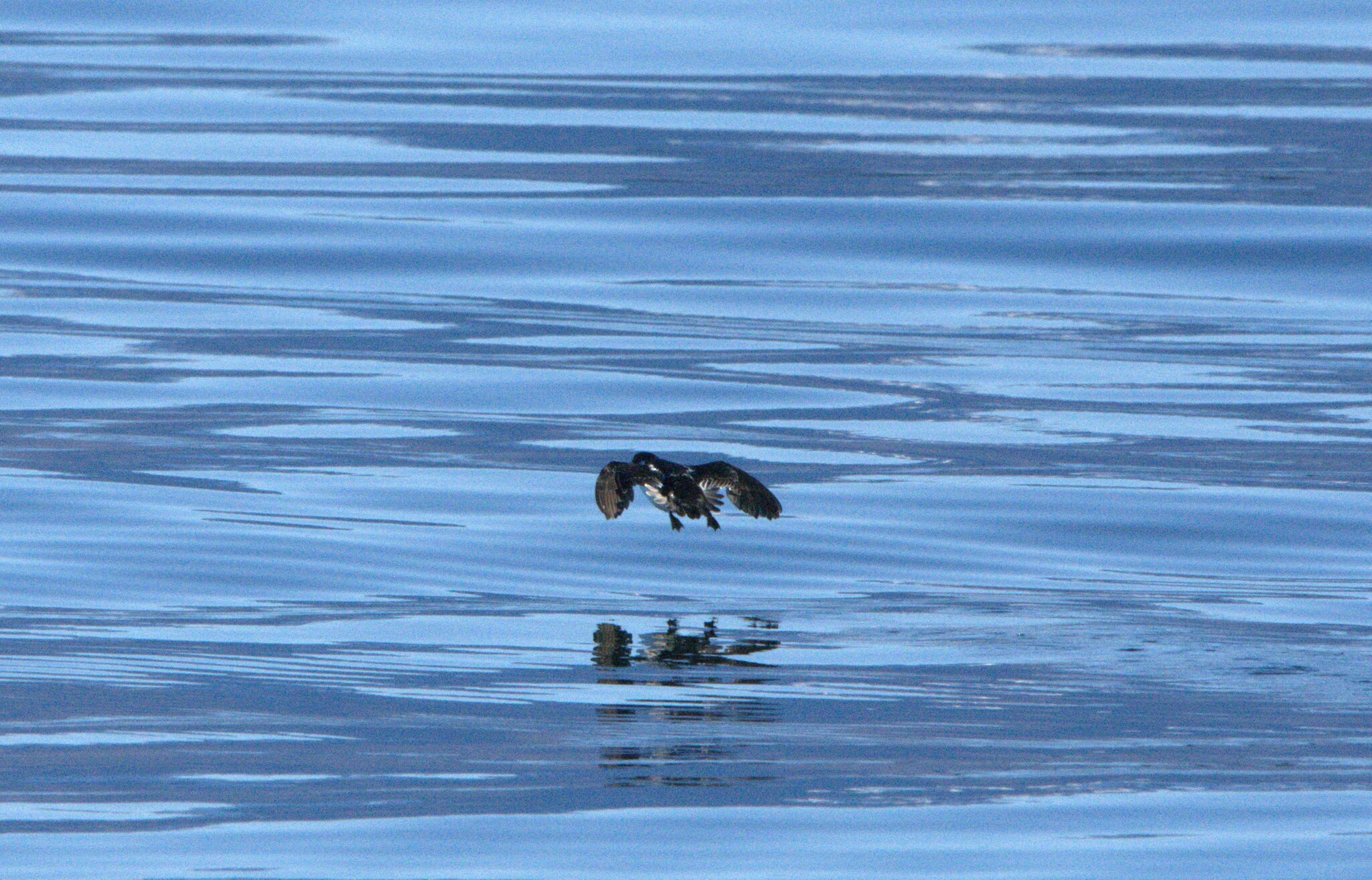 Magellanic Diving Petrel (Pelecanoides magellani), photo 9
