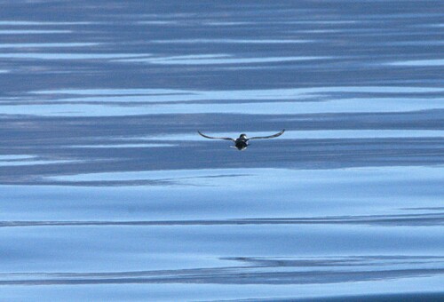 Magellanic Diving Petrel (Pelecanoides magellani), photo 8