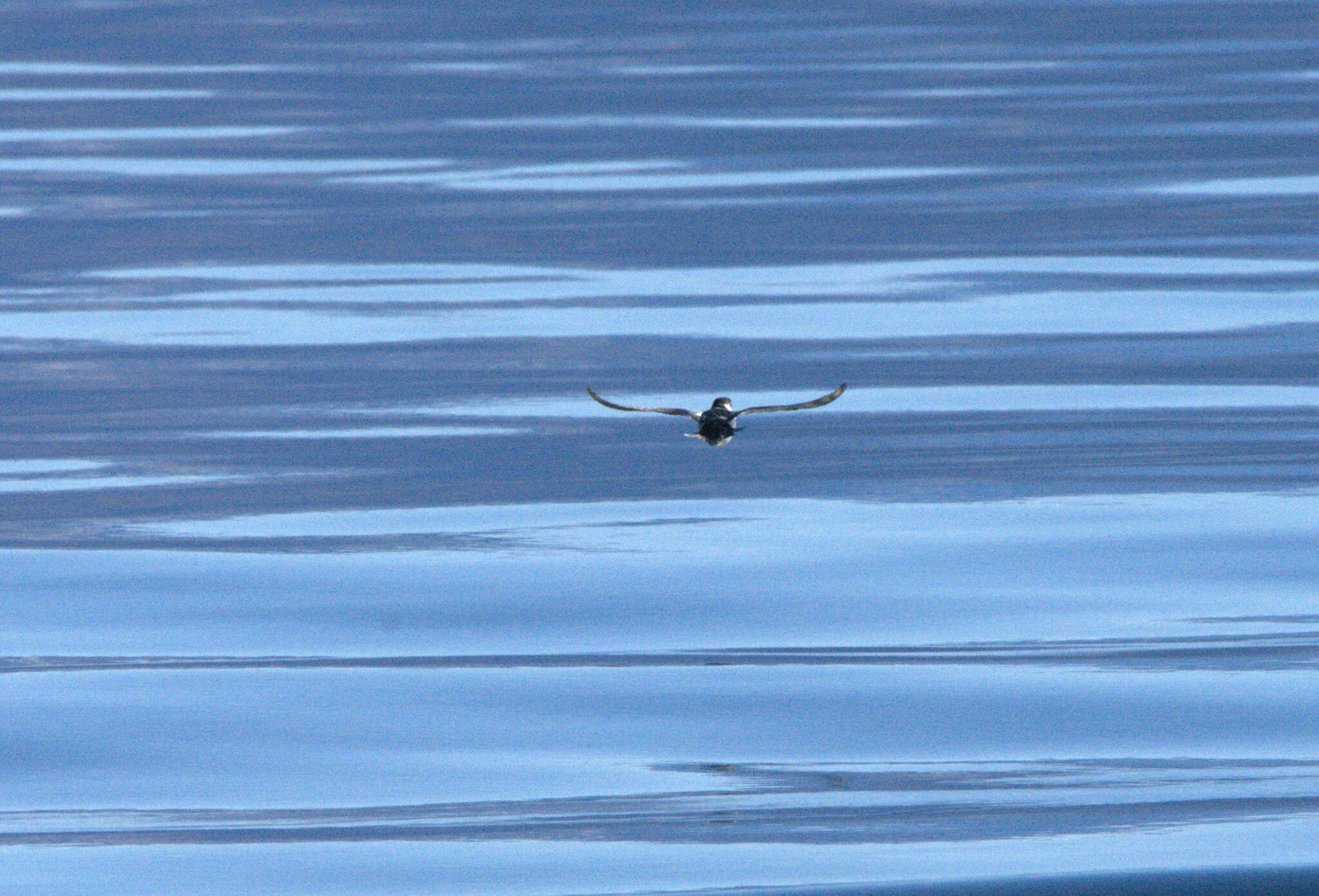 Magellanic Diving Petrel (Pelecanoides magellani), photo 8