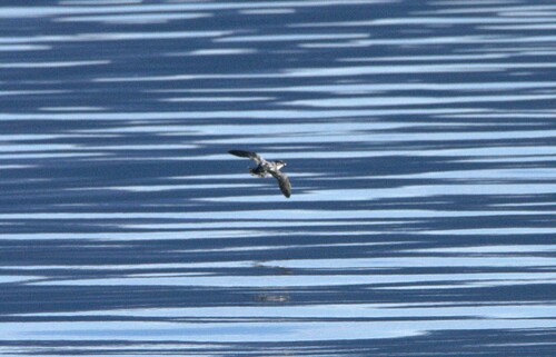 Magellanic Diving Petrel (Pelecanoides magellani), photo 2