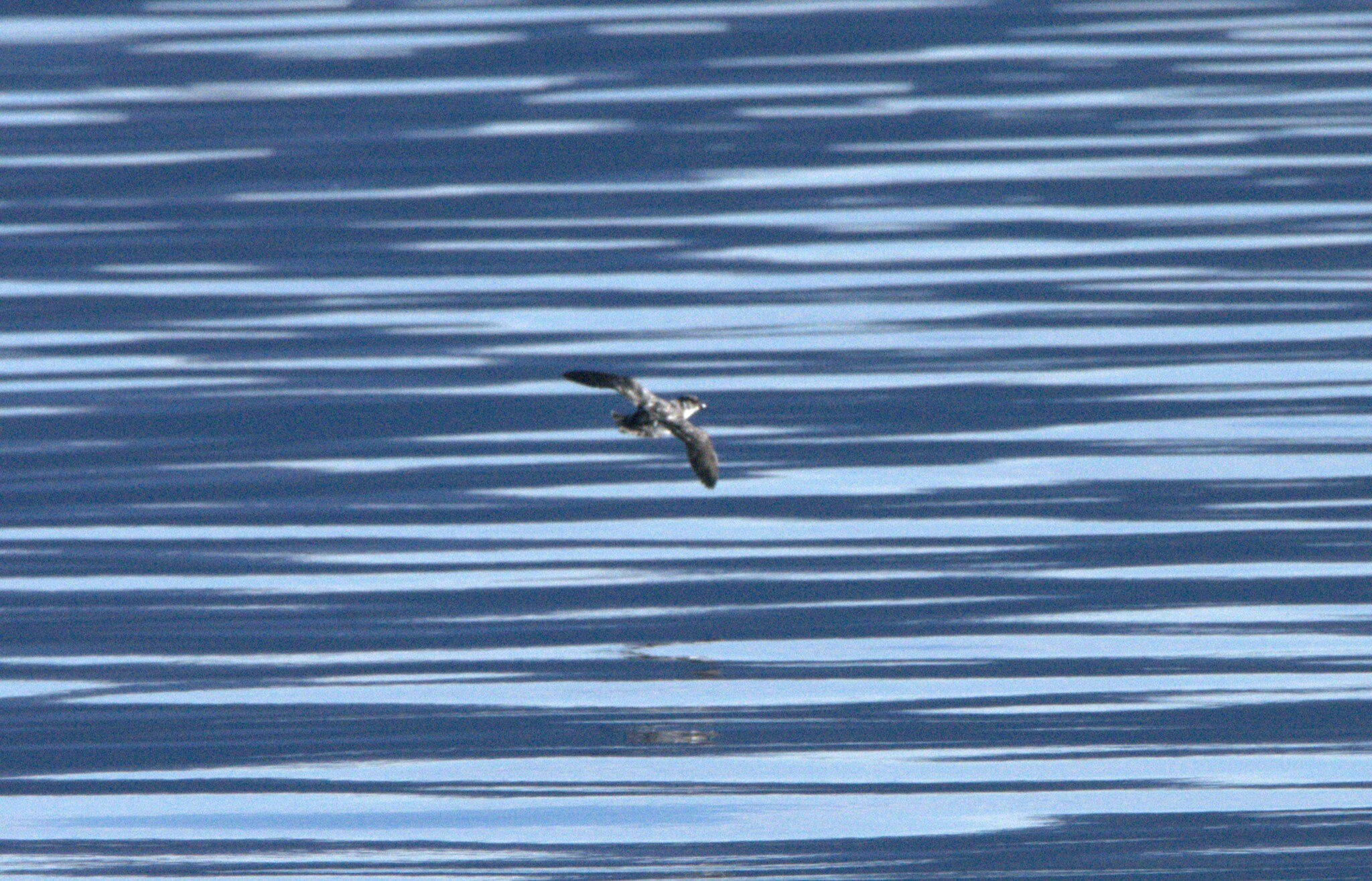 Magellanic Diving Petrel (Pelecanoides magellani), photo 2