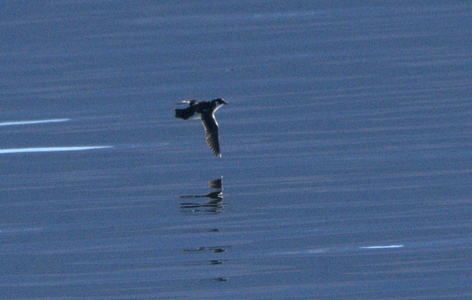 Magellanic Diving Petrel (Pelecanoides magellani), photo 6