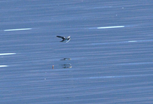 Magellanic Diving Petrel (Pelecanoides magellani), photo 7