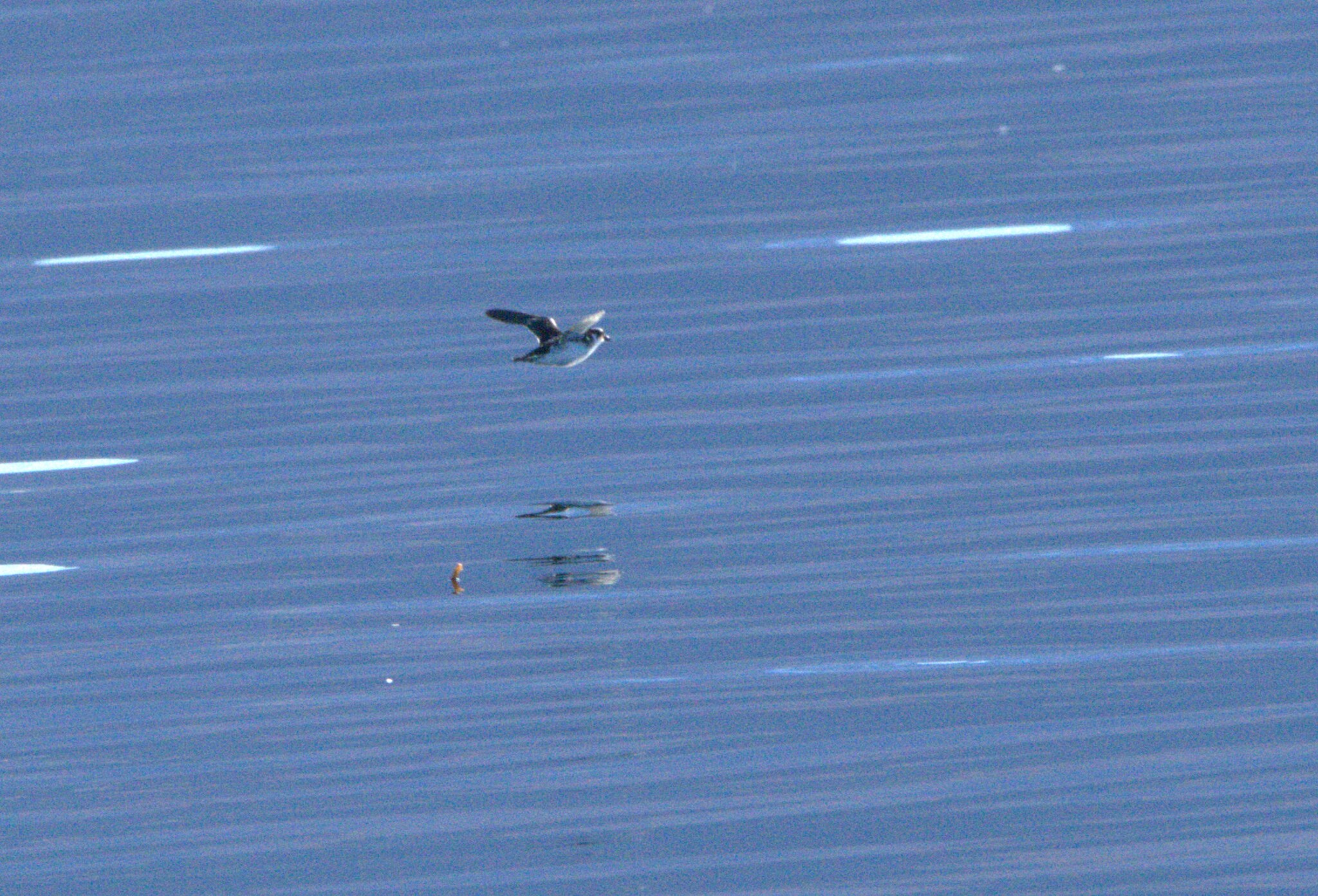 Magellanic Diving Petrel (Pelecanoides magellani), photo 7