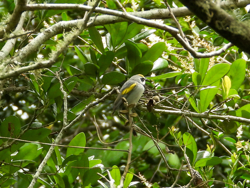 Golden-winged Warbler (Vermivora chrysoptera), photo 8