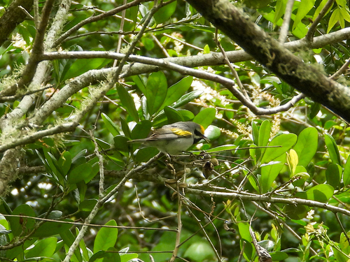 Golden-winged Warbler (Vermivora chrysoptera), photo 7