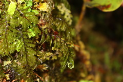 Hymenophyllum pectinatum