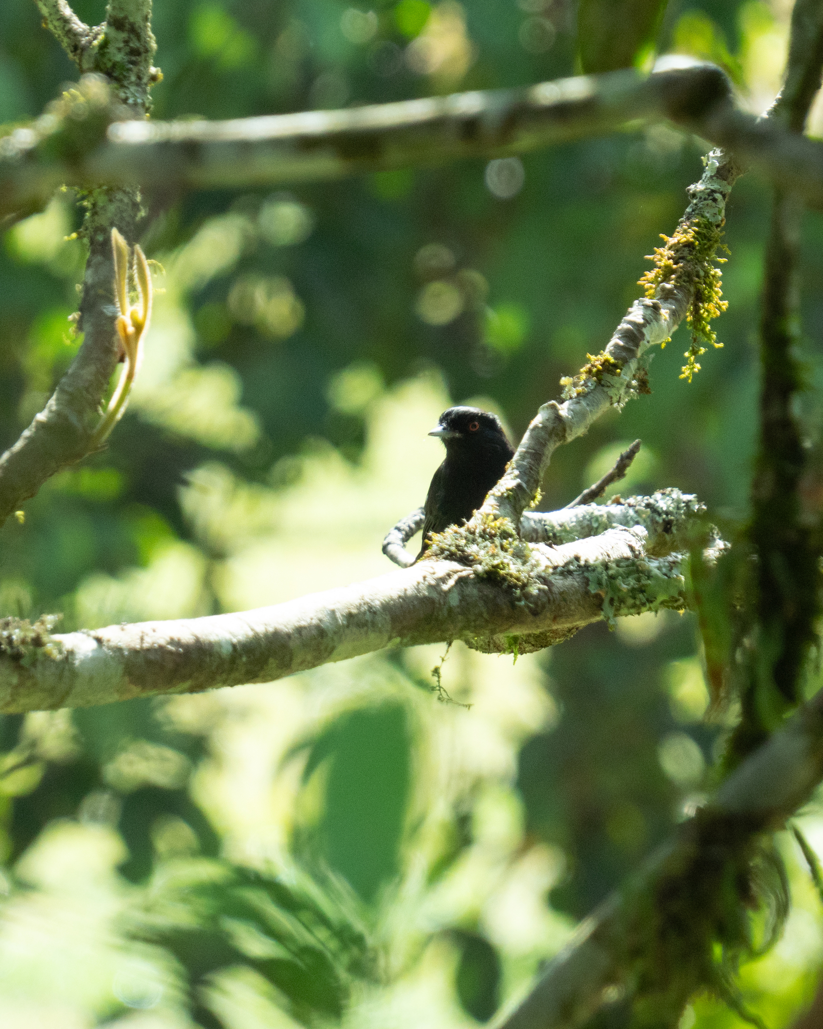 Blue-billed Black Tyrant (Knipolegus cyanirostris), photo 7