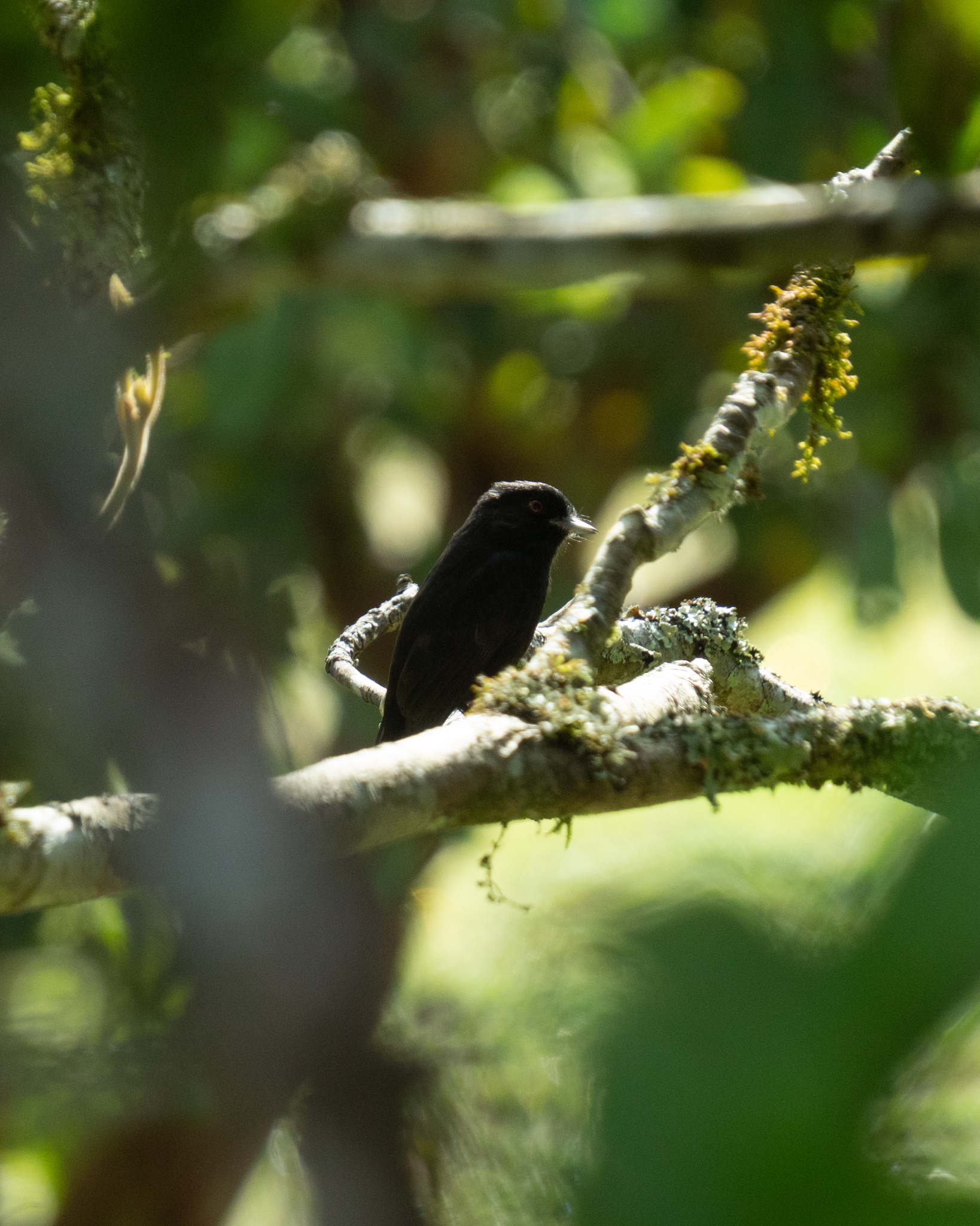 Blue-billed Black Tyrant (Knipolegus cyanirostris), photo 8