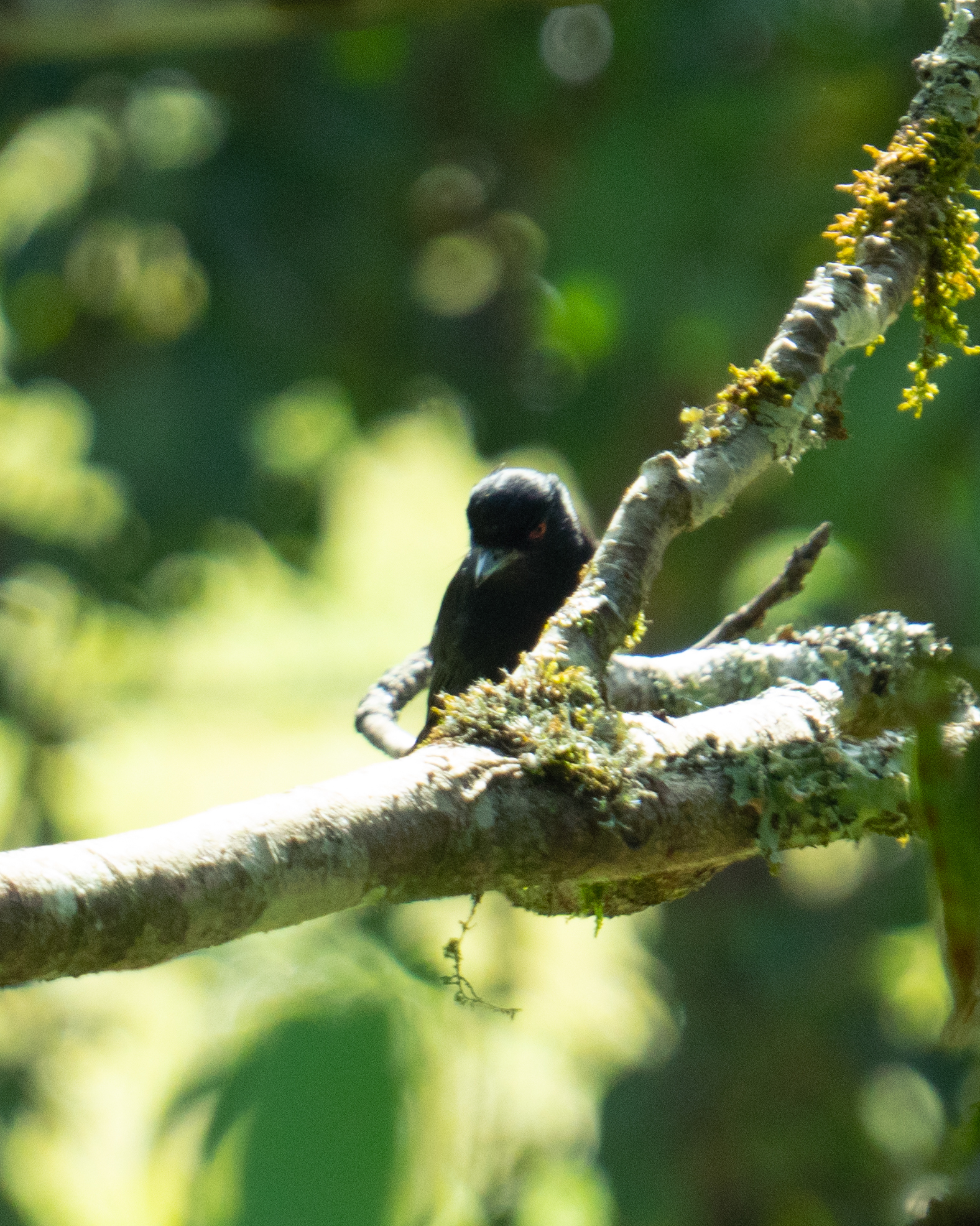 Blue-billed Black Tyrant (Knipolegus cyanirostris), photo 9