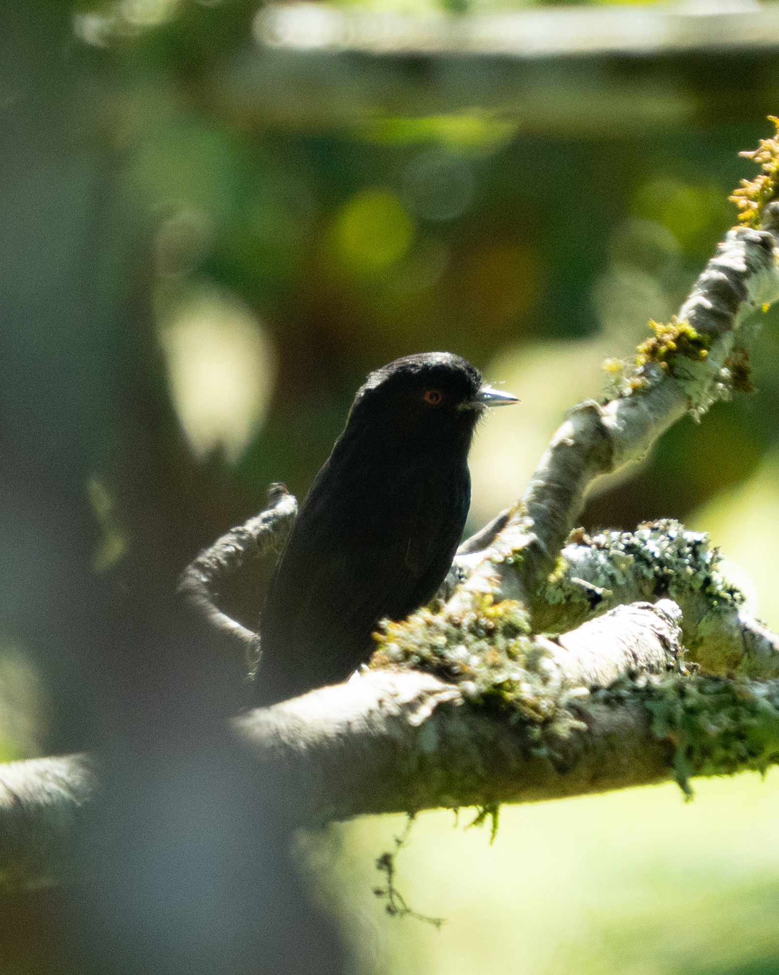 Blue-billed Black Tyrant (Knipolegus cyanirostris), photo 10