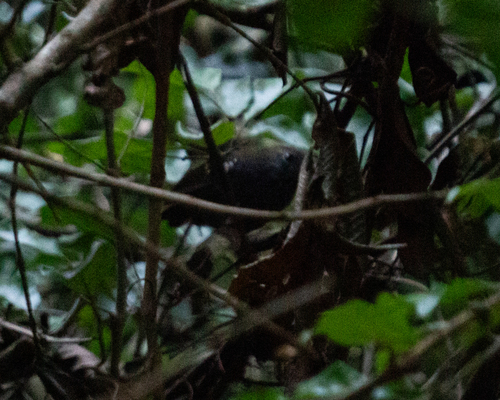 Star-throated Antwren (Rhopias gularis)