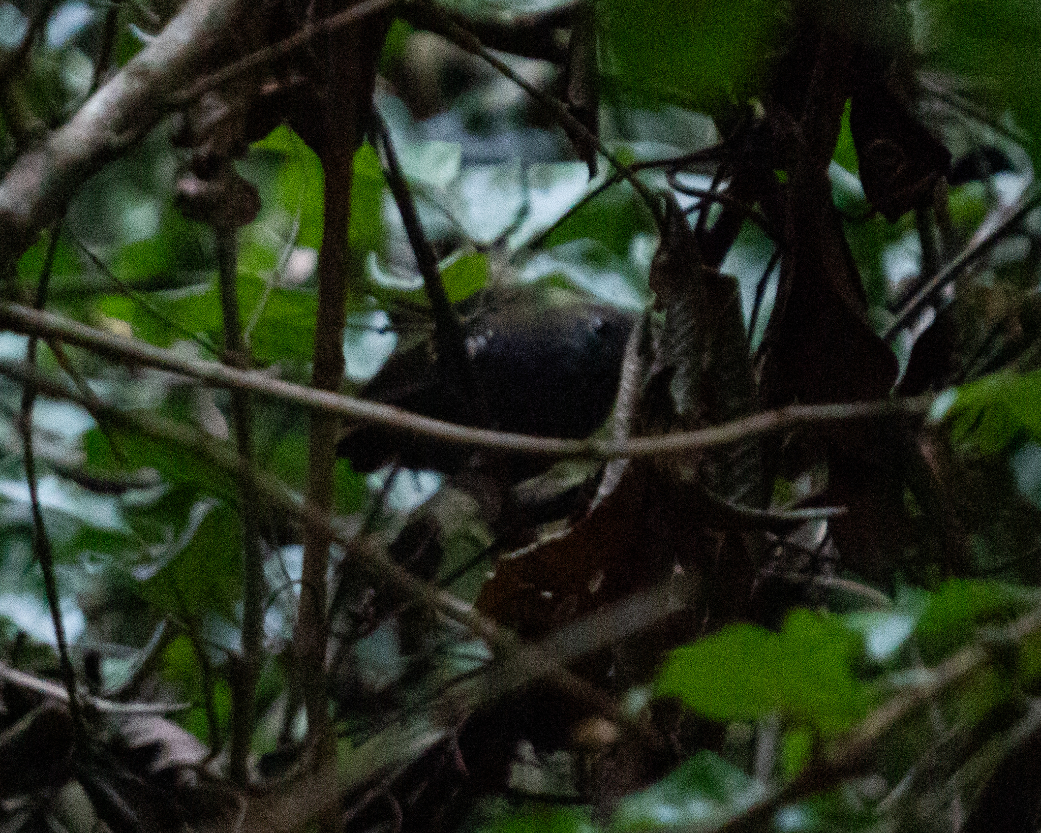 Star-throated Antwren (Rhopias gularis), photo 1