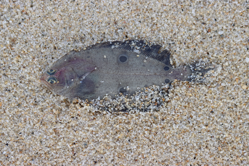 American fourspot flounder (Hippoglossina oblonga) — Paralichthyidae