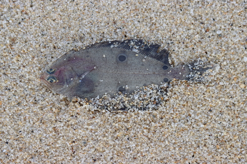 American fourspot flounder (Hippoglossina oblonga) — Paralichthyidae