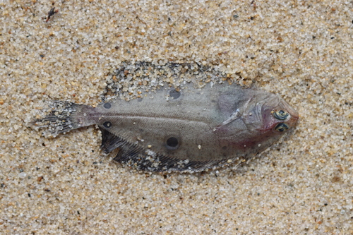 American fourspot flounder (Hippoglossina oblonga) — Paralichthyidae — 2