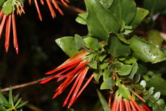 Tristerix corymbosus