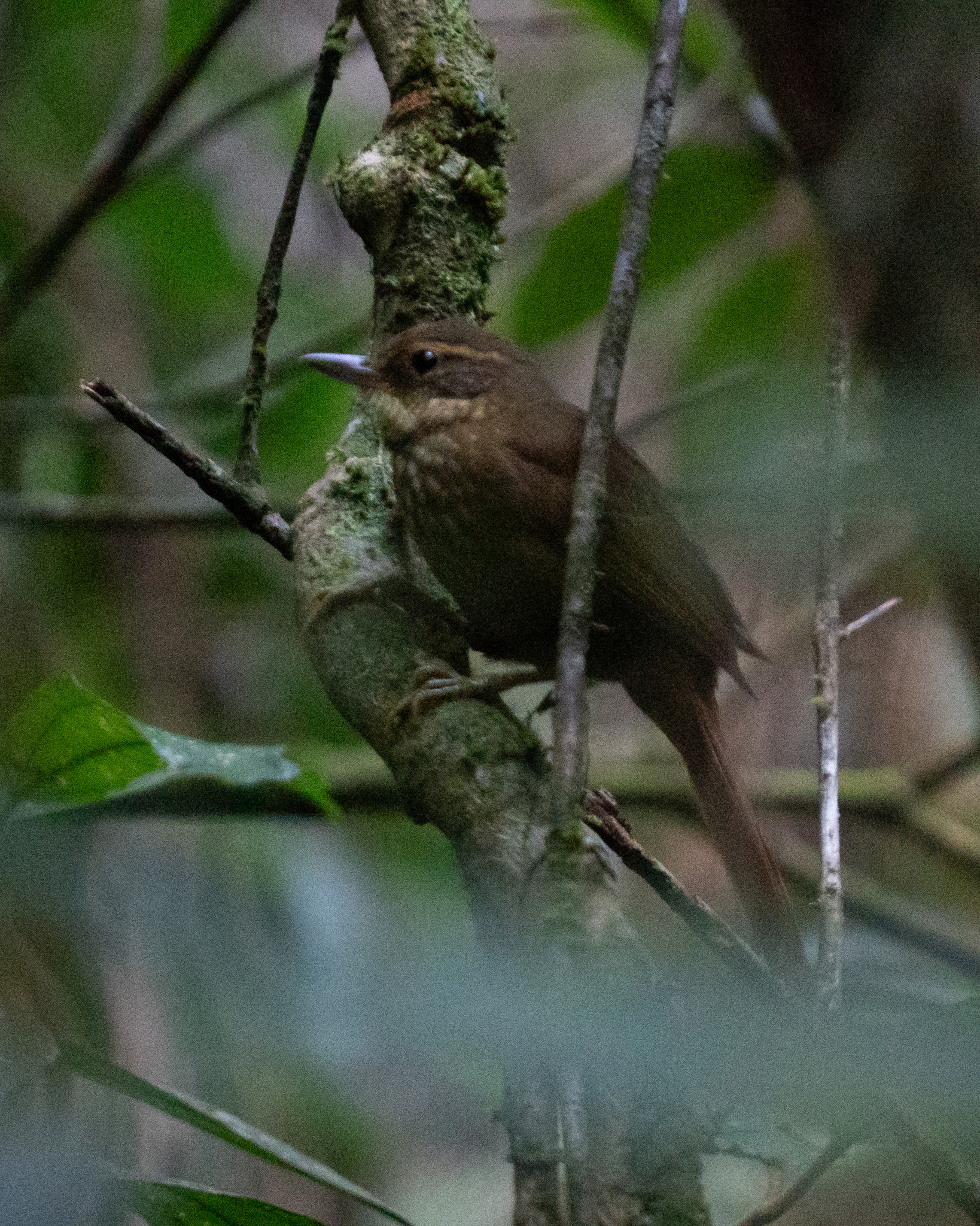 Buff-browed Foliage-gleaner (Syndactyla rufosuperciliata), photo 5