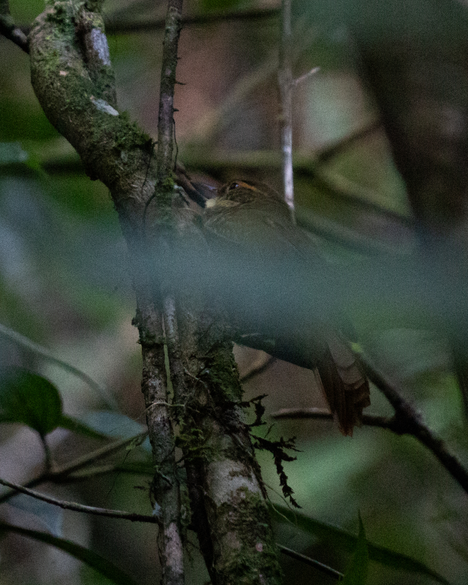 Buff-browed Foliage-gleaner (Syndactyla rufosuperciliata), photo 8