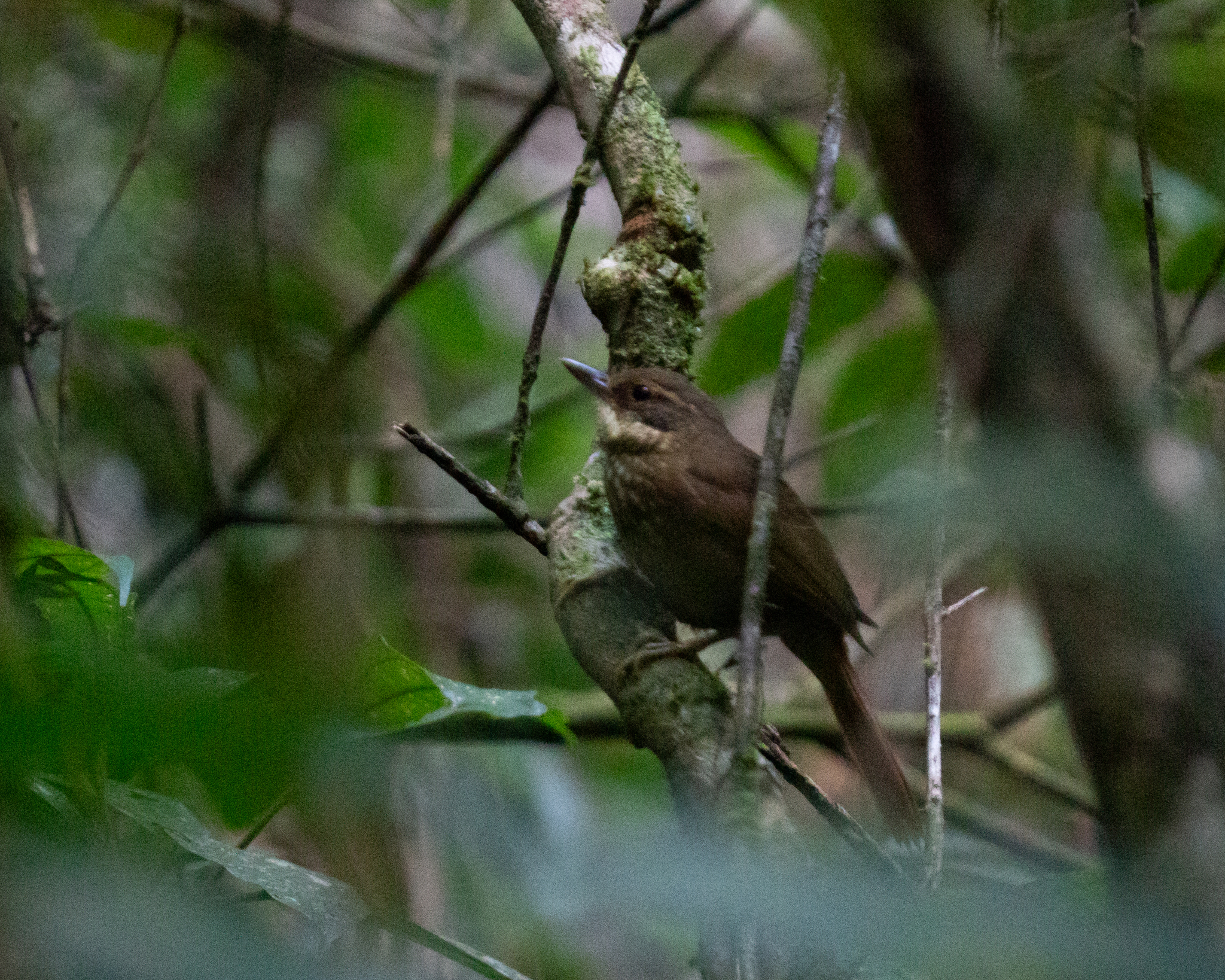 Buff-browed Foliage-gleaner (Syndactyla rufosuperciliata), photo 4