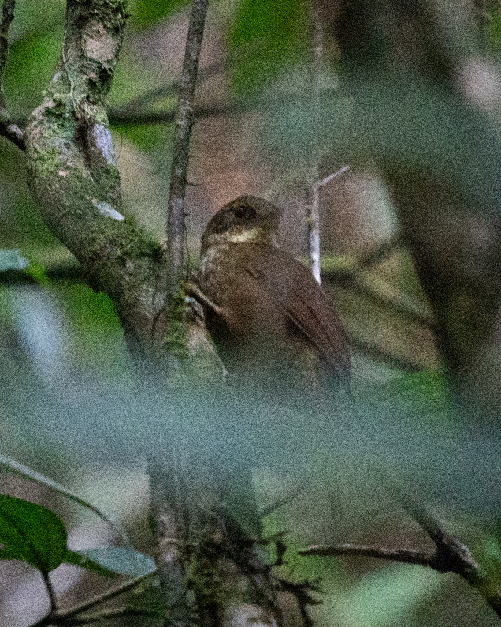 Buff-browed Foliage-gleaner (Syndactyla rufosuperciliata), photo 7
