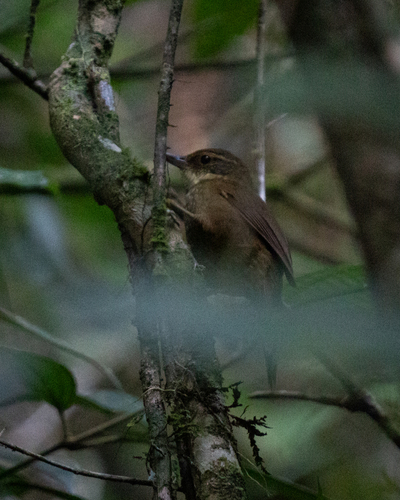 Buff-browed Foliage-gleaner (Syndactyla rufosuperciliata), photo 8