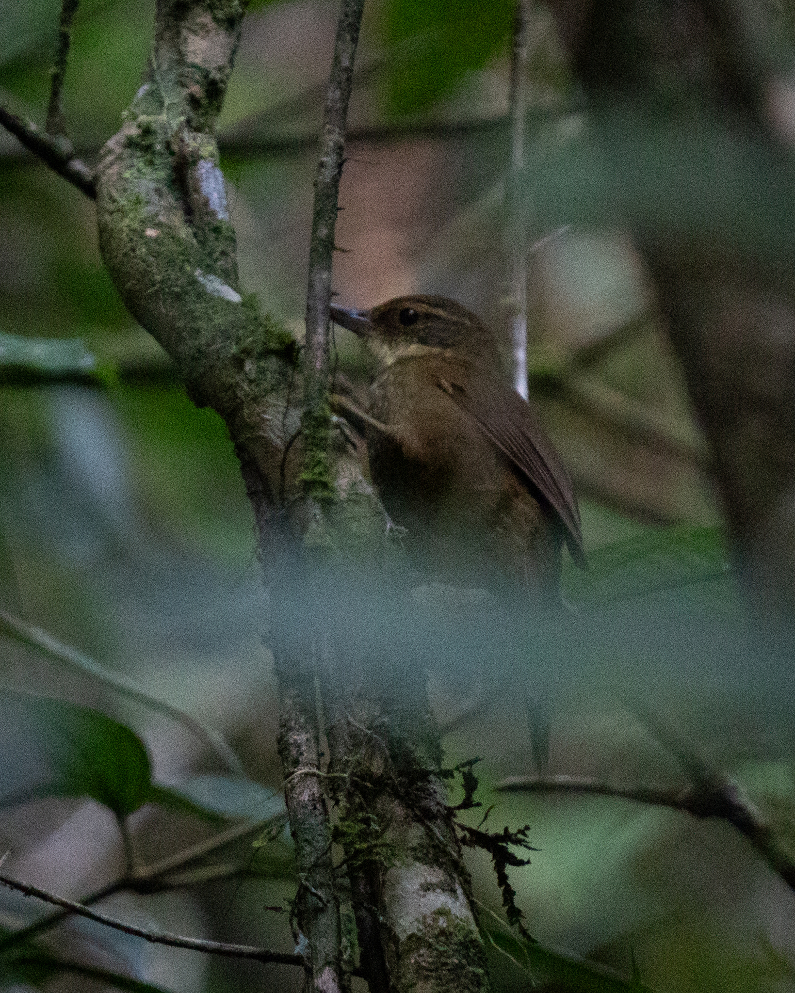 Buff-browed Foliage-gleaner (Syndactyla rufosuperciliata), photo 6