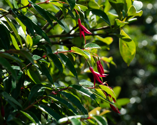 Fuchsia regia