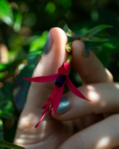 Fuchsia regia, photograph 2