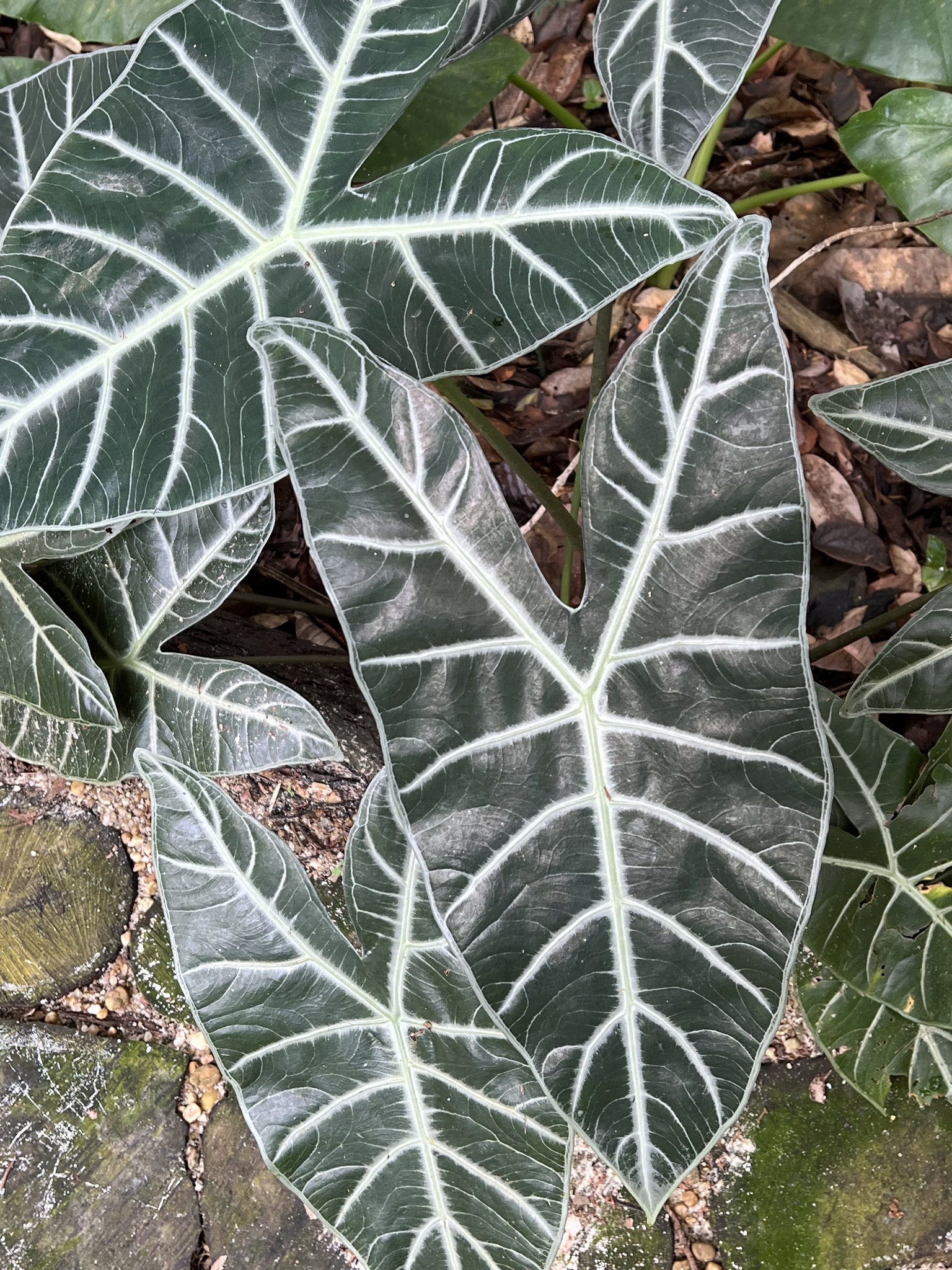 Alocasia longiloba