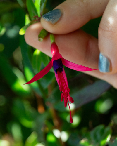 Fuchsia regia, photograph 1