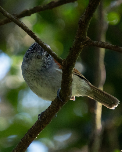 Rufous-backed Antvireo (Dysithamnus xanthopterus), photo 10