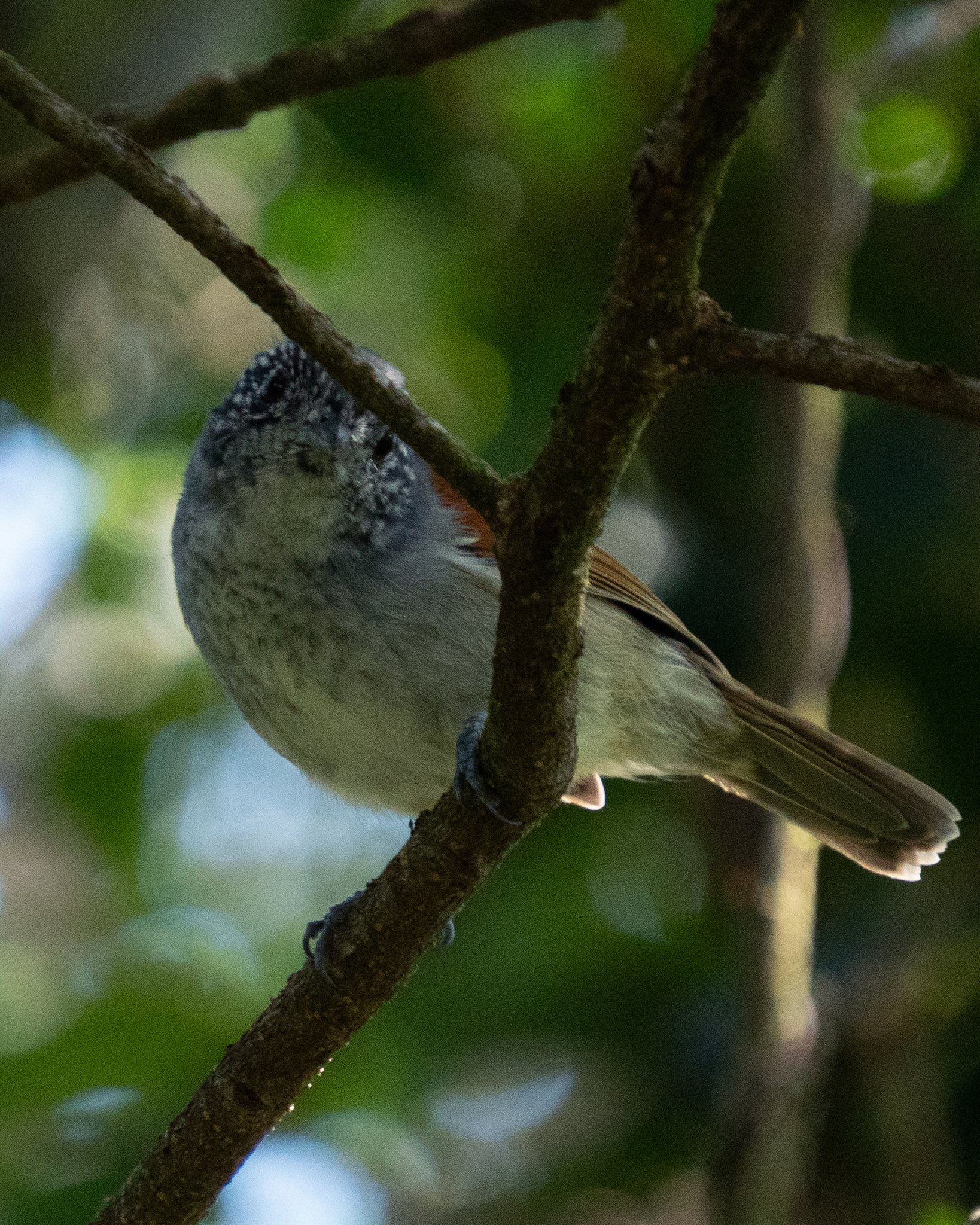 Rufous-backed Antvireo (Dysithamnus xanthopterus), photo 10