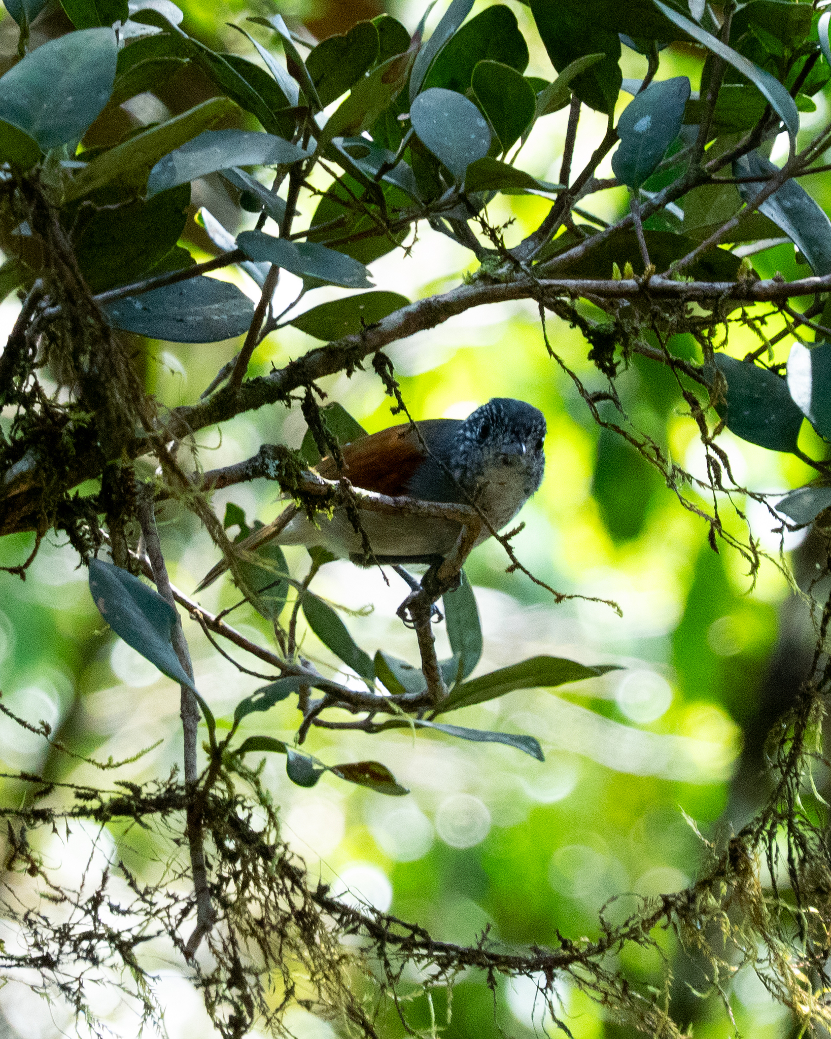 Rufous-backed Antvireo (Dysithamnus xanthopterus), photo 9