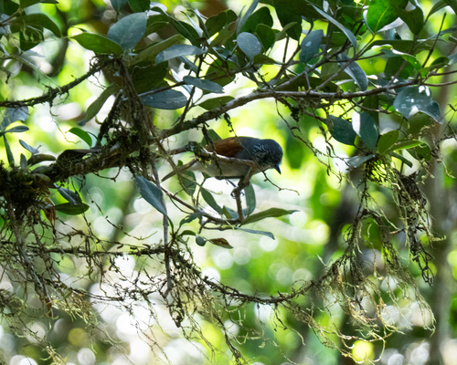 Rufous-backed Antvireo (Dysithamnus xanthopterus), photo 8