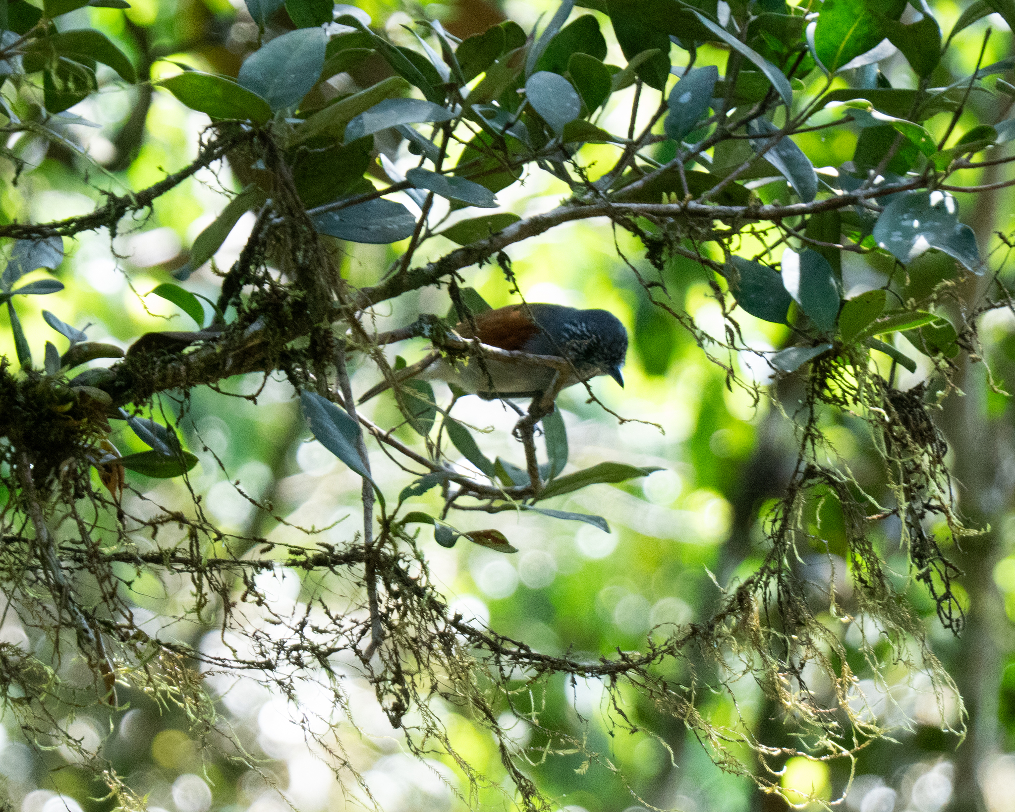 Rufous-backed Antvireo (Dysithamnus xanthopterus), photo 8