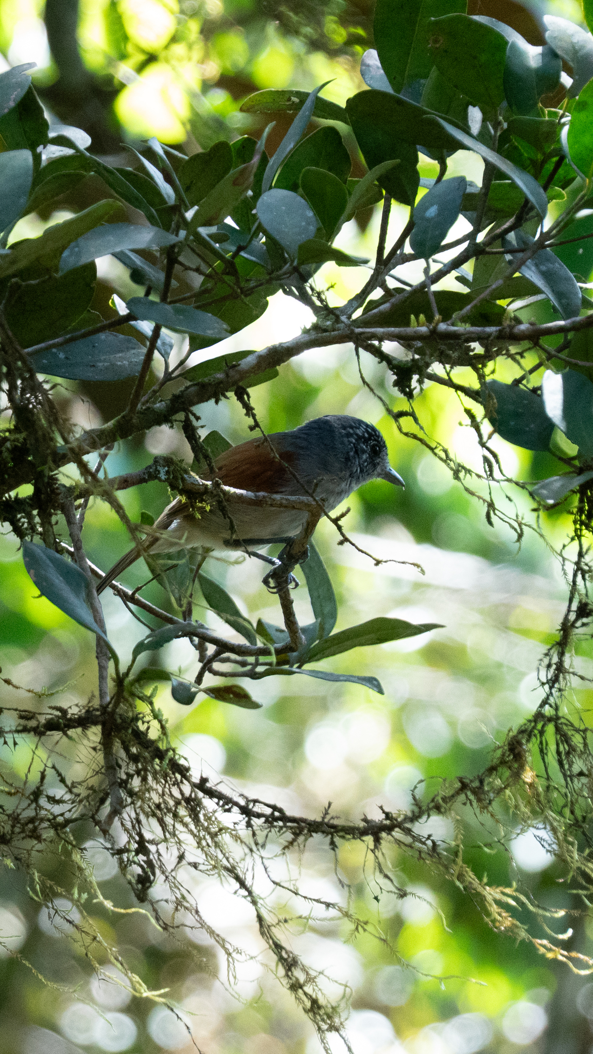 Rufous-backed Antvireo (Dysithamnus xanthopterus), photo 7